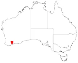"Acacia auratiflora" occurrence data from Australasian Virtual Herbarium