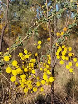 Branch with small dull green twice-pinnate leaves and bright yellow globular flower clusters