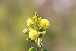 Globular yellow flower clusters at the end of a branch