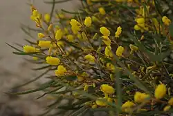 Part of a bush with narrow leaves and yellow cylindrical flower clusters, some in bud