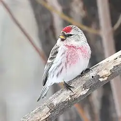A. f. flammea, Quebec, Canada