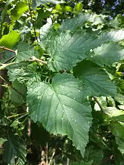 Leaves; Neusiedl am See, Austria