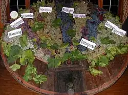 Overview of the grape variety. Left to right: Riesling, Gewürztraminer, Muskateller, Weisser Burgunder, Ruländer, Müller-Thurgau, Spätburgunder, Silvaner and Scheurebe
