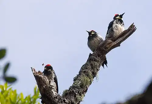 Three woodpeckers in California. One breaks open an acorn.