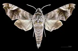 Acosmeryx anceus subdentata Dorsal view of a male