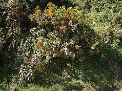 A bush with flat heads of many small yellow flowers and strongly ascending leaves
