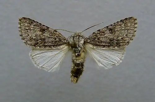 Mounted male
