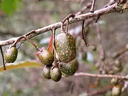 Actinidia callosa var. discolor