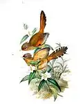 Illustration by John Gould