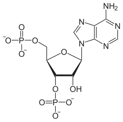 Skeletal formula of adenosine 3',5'-bisphosphate
