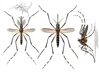 Adult yellow fever mosquito Aedes aegypti, typical of subfamily Culicinae. Male (left) has bushy antennae and longer palps than female (right)