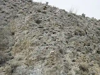 Four Bighorn sheep on Marsh Trail.