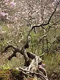 Akebono tsutsuji tree