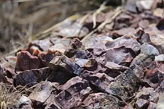 Close-up of Alibates Flint in the ground at Alibates Flint Queries National Monument