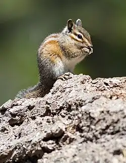 Brown chipmunk