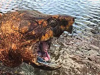 Head of an adult alligator snapping turtle