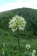 Alpine leek, Wormspel cirque.