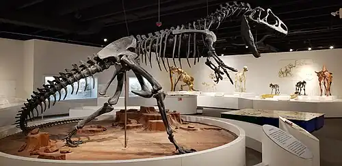Paleontology gallery
