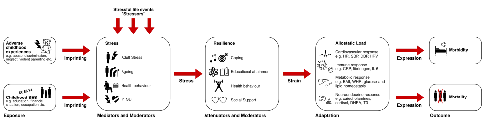 Pathopysiology of allostatic load