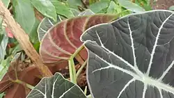 Undersides of leaves are reddish