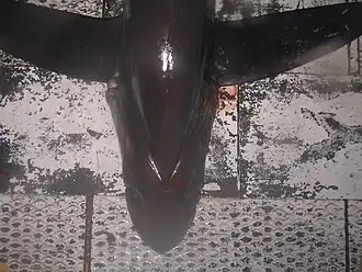 Dorsal view of a bigeye thresher, showing upward-facing eyes and prominent lateral grooves.