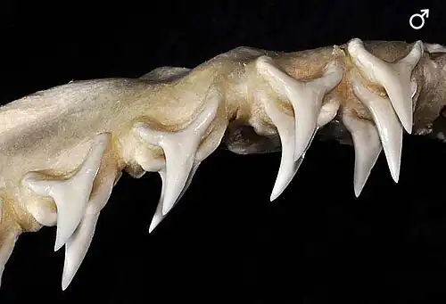 Teeth, male