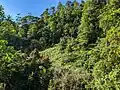 Alstonia macrophylla take over abandoned landscapes like these in Sri Lanka's wet zone - photo from Sinharaja rainforest, Sri Lanka