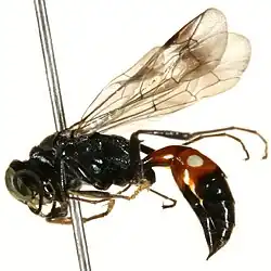 A picture of alyson oppositus, a species of wasp.