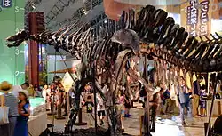 Skeletal mount in hind view