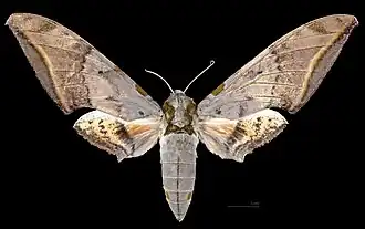 Ambulyx sericeipennis joiceyi female, dorsal view