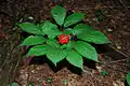 A picture of the American ginseng plant with fruit.