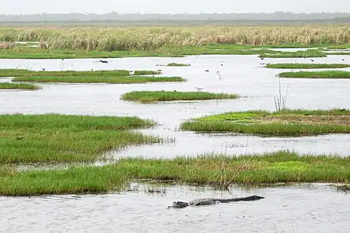 An American alligator and birds in Moccasin Pond, San Bernard National Wildlife Refuge.
