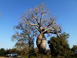 The "Baobab Amoureux", near Avenue of the Baobabs in Menabe, Madagascar