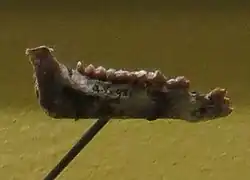 Photograph of lower jaw