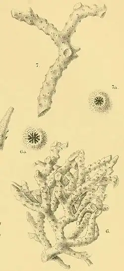 Illustration of "Anacropora gracilis" and "Anacropora solida"