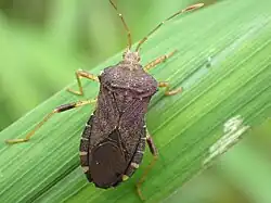 Anasa scorbutica, Florida