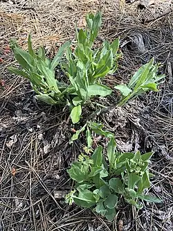 Andersonglossum occidentale