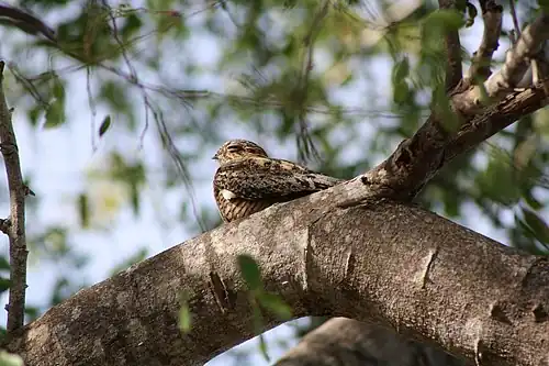Endangered Puerto Rican nightjar in the National Wildlife Refuge area.