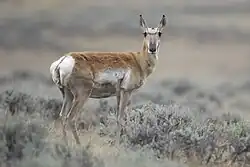 A female antelope with erect ears, skinny legs, white fur around the tail area, brown and gray fur on her back and underside, and dark fur above the nose