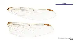 Male wings