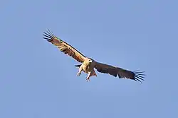 A flying eagle with her wings wide open on a clear blue day.
