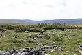 Shrubs on the plateau at the summit of Mount Albert