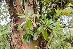 The hybrid Arbutus x andrachnoides