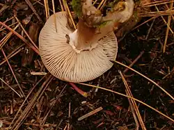 The underside of a mushroom cap showing numerous closely spaced gills. A small ring of whitish cottony tissue can be seen at the stem where it attaches the cap.