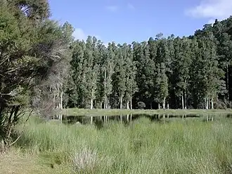 Arohaki Lagoon, with kahikatea trees in the background
