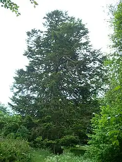 View of Asby spruce from afar.