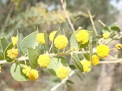 Acacia sertiformis