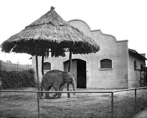 Asian elephant at the Selig Zoo, c. 1920