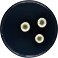 Aspergillus jensenii growing on CYA plate