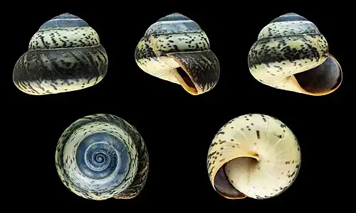 Asperitas trochus polymorpha